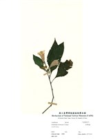 藏品(臺灣馬藍)的圖片